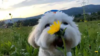 Loading the media file...