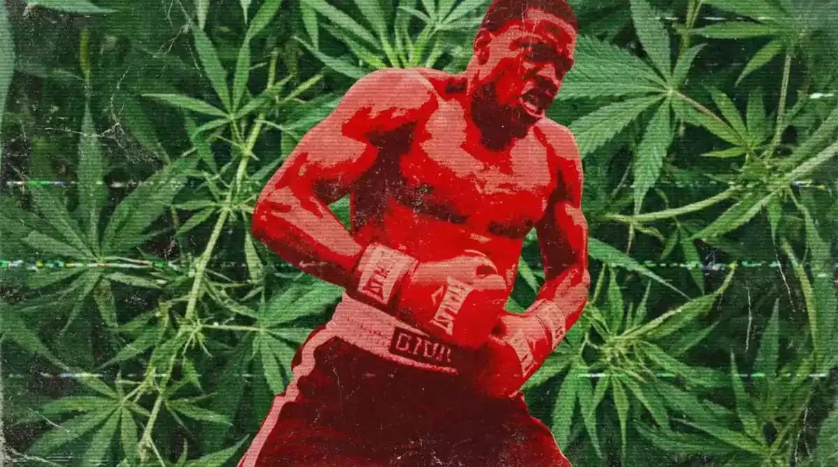 Cannabis