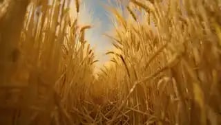 Loading the media file...