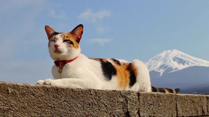 Candid travel photo, bright midday sun: calico cat (white with orange and black patches) wearing a red collar with a small gold bell, lying sphinx-style on a weathered concrete wall, eyes half-closed. Snow-capped Mount Fuji fills the right background, pale blue sky with thin clouds, mild telephoto compression.